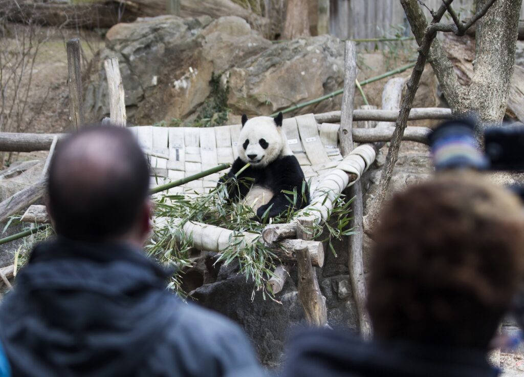 California: Anuncian llegada de pandas gigantes desde China
