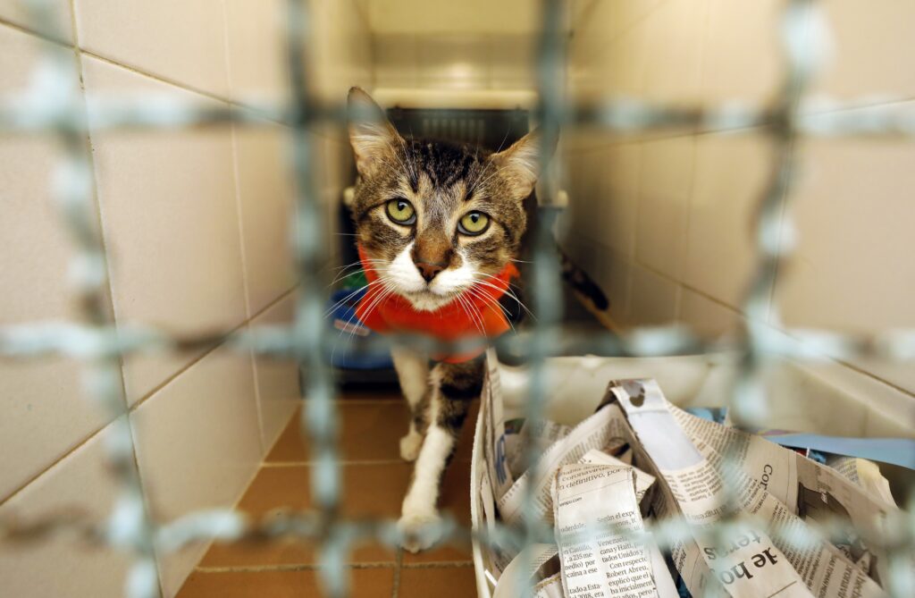 Trabajadores de Sunnyvale son clave para enfrentar la crisis de servicios animales